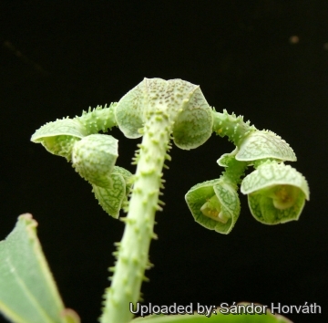 Euphorbia echinulata