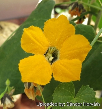 Momordica boivinii
