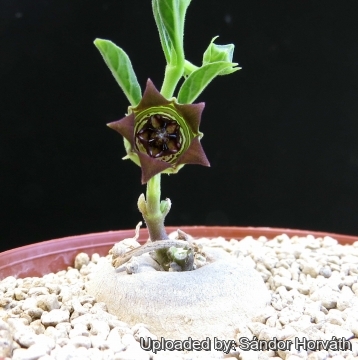 Brachystelma chlorozonum