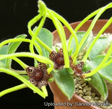 Brachystelma megasepalum