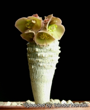 Euphorbia ankarensis