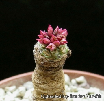 Euphorbia brunellii