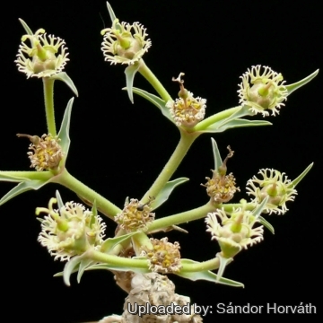 Euphorbia trichadenia