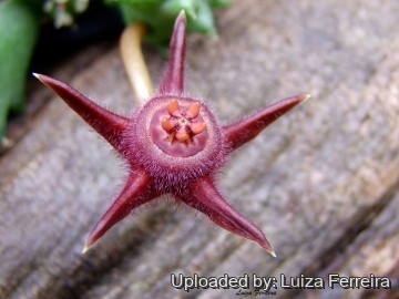 Duvalia caespitosa subs. pubescens