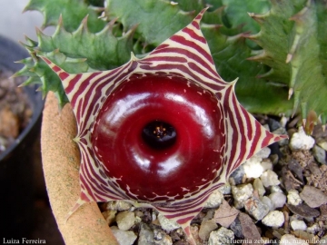 Huernia zebrina subs. magniflora