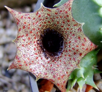 Huernia barbata