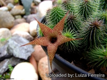 Huernia pillansii