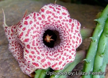 Huernia hislopii