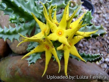 Orbea lutea