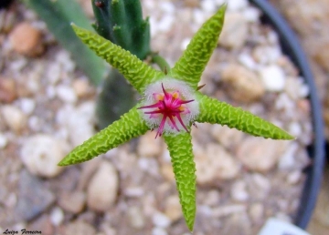 Stapelia flavopurpurea