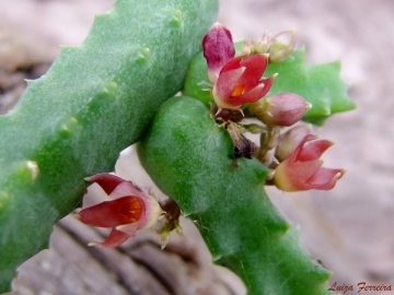 Stapeliopsis saxatilis subs. stayneri