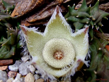 Orbea ciliata