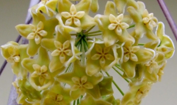 Hoya kenejiana