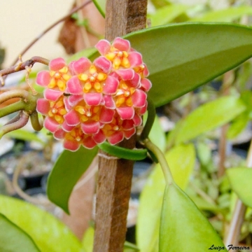 Hoya davidcummingii