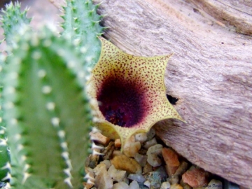 х Staparesia meintjesii