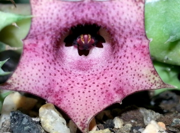 Huernia macrocarpa var. cerasina