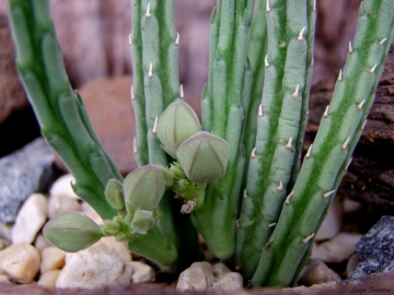 Stapelia olivacea