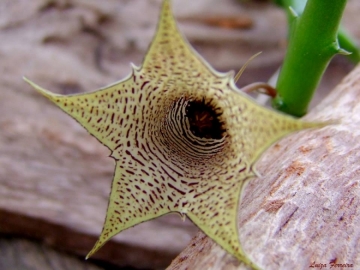Huernia leachii