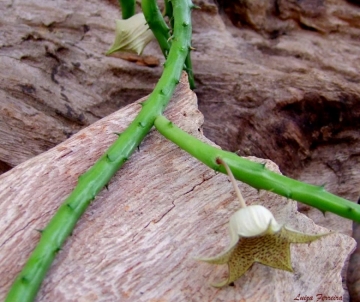 Huernia leachii