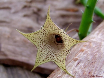 Huernia leachii