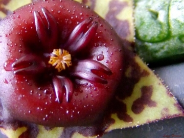 Stapelianthus keraudreniae