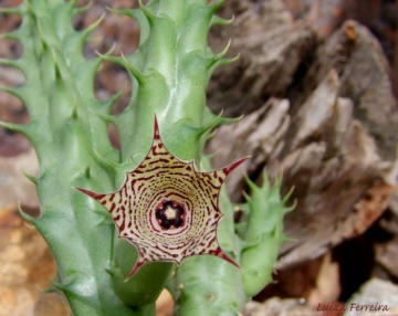 Huernia macrocarpa subs. concinna