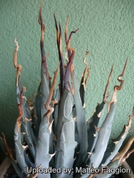 Agave utahensis var. eborispina