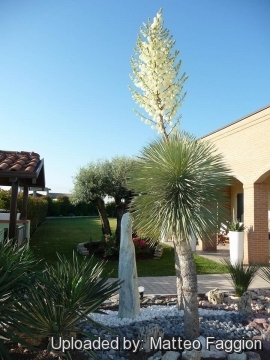 Yucca rostrata