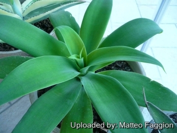 Agave attenuata