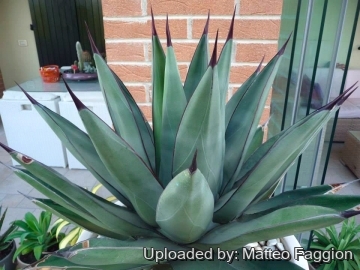 Agave х nigra
