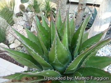 Agave montana