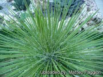 Agave geminiflora