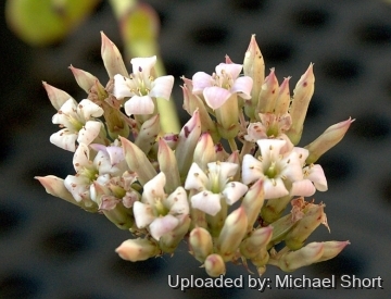 Kalanchoe synsepala