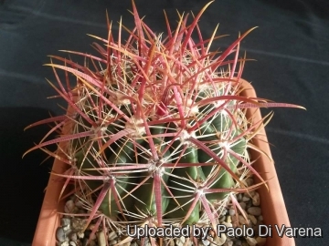 Ferocactus viridescens