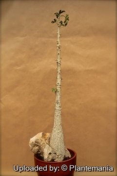 Dendrosicyos socotrana