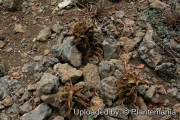 Aloe castilloniae