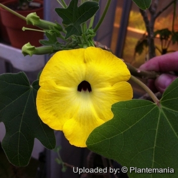 Uncarina grandidieri