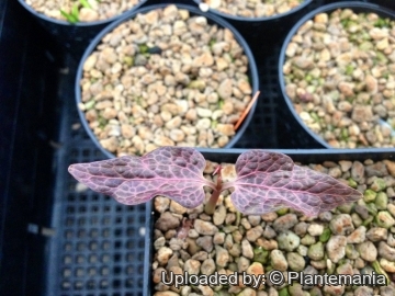Cyphostemma mappia