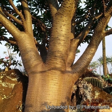 Pachypodium rutenbergianum