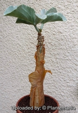 Cyphostemma currorii