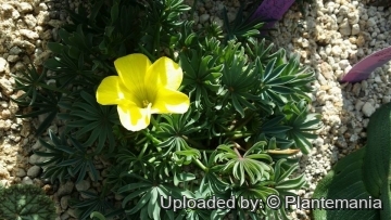 Oxalis flava
