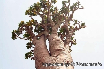 Adenium obesum subs. socotranum