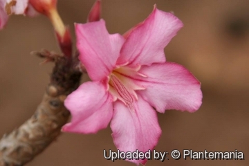 Adenium obesum subs. socotranum