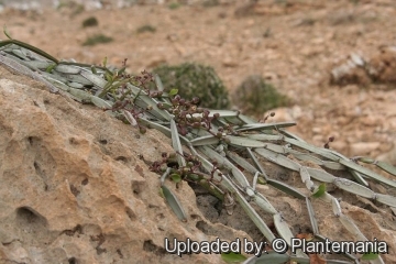 Cissus hamaderohensis