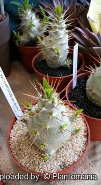 Pachypodium lealii subs. saundersii