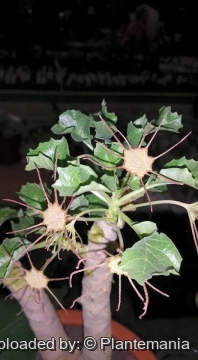 Dorstenia gypsophila