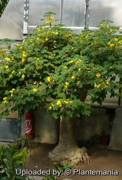 Uncarina grandidieri