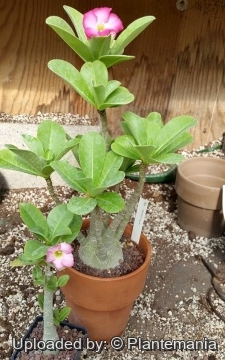 Adenium arabicum