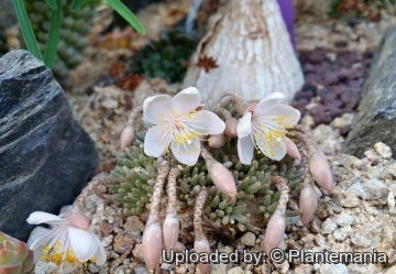 Avonia quinaria subs. alstonii