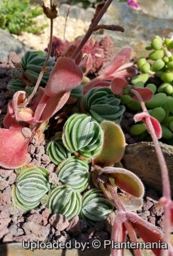 Crassula tomentosa